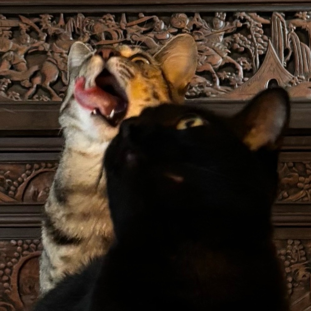 Meet your Posher, Kait